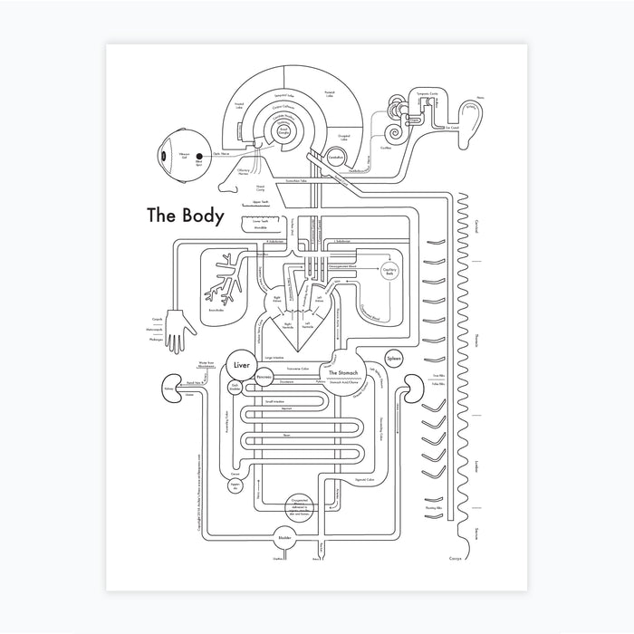 The Body