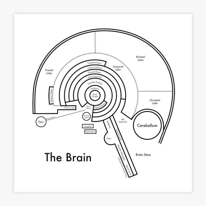 The Brain
