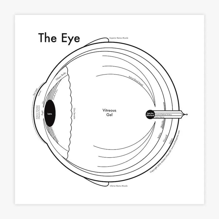 The Eye