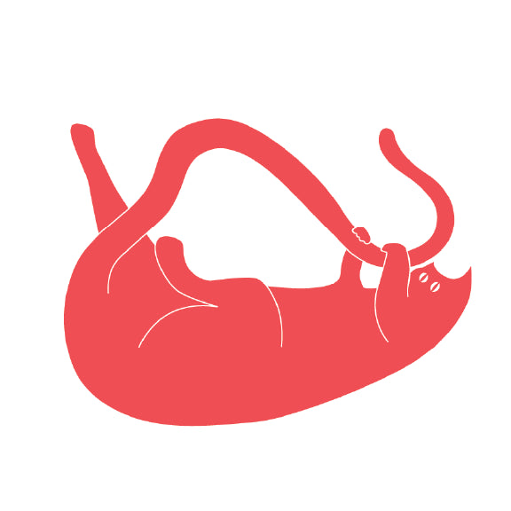 Red Cat