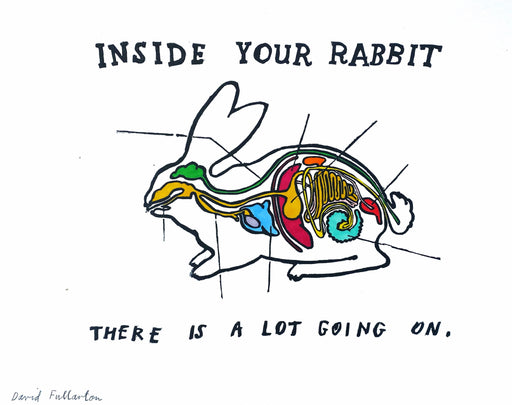 Inside your Rabbit