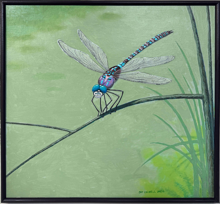 Dragonfly