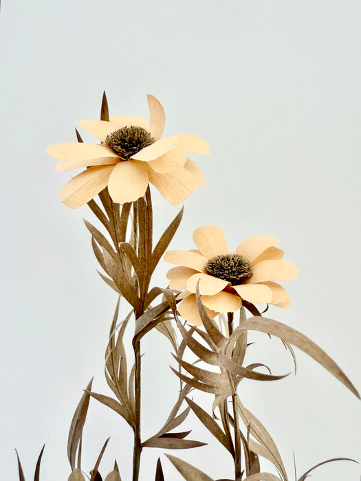 Cosmos