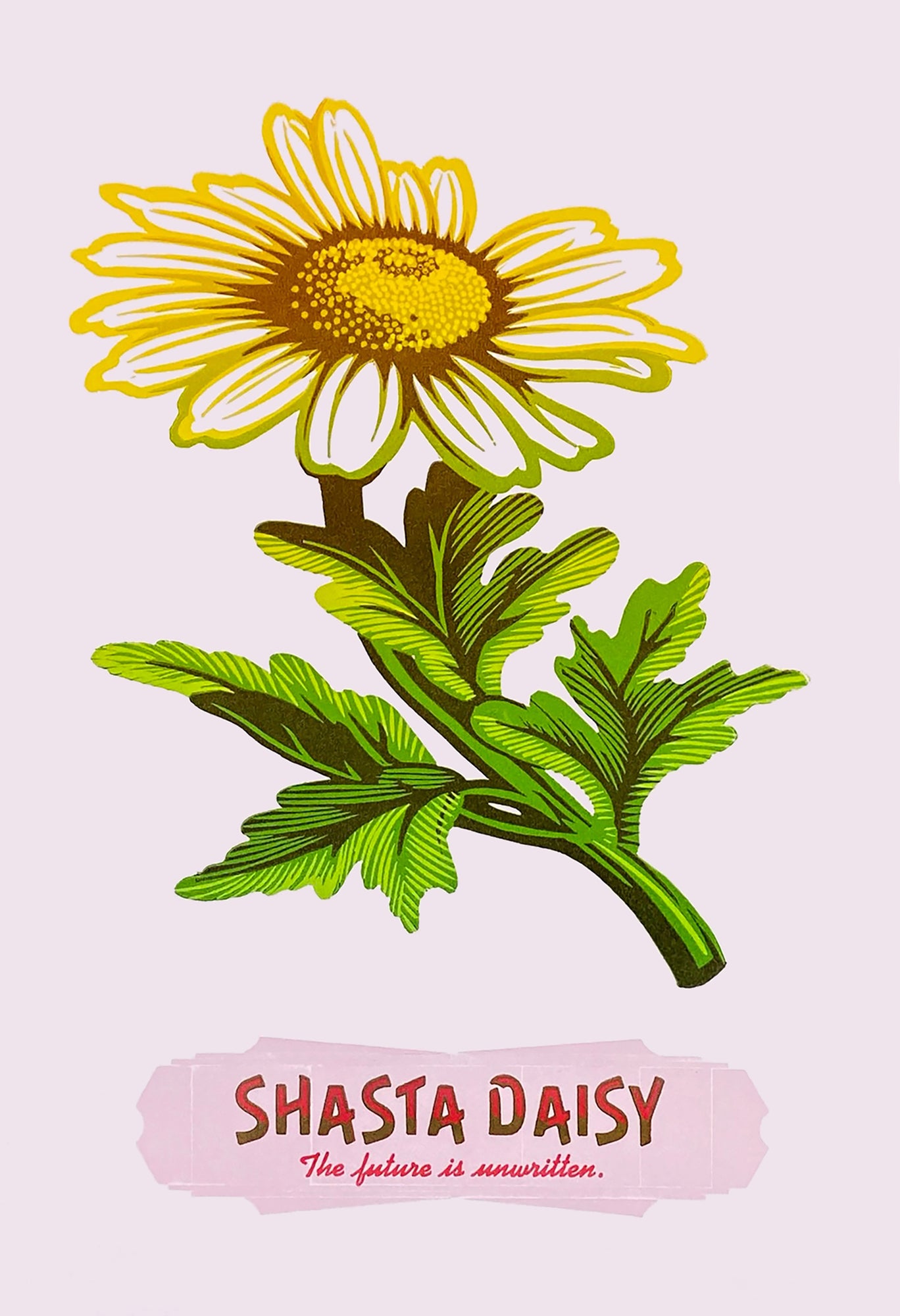 Shasta Daisy — The Compound Gallery