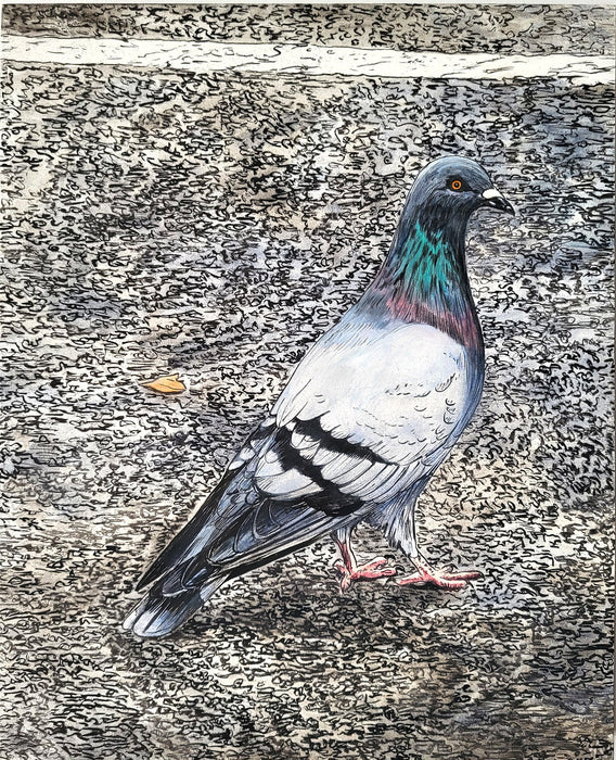 Lucky's Pigeon #2